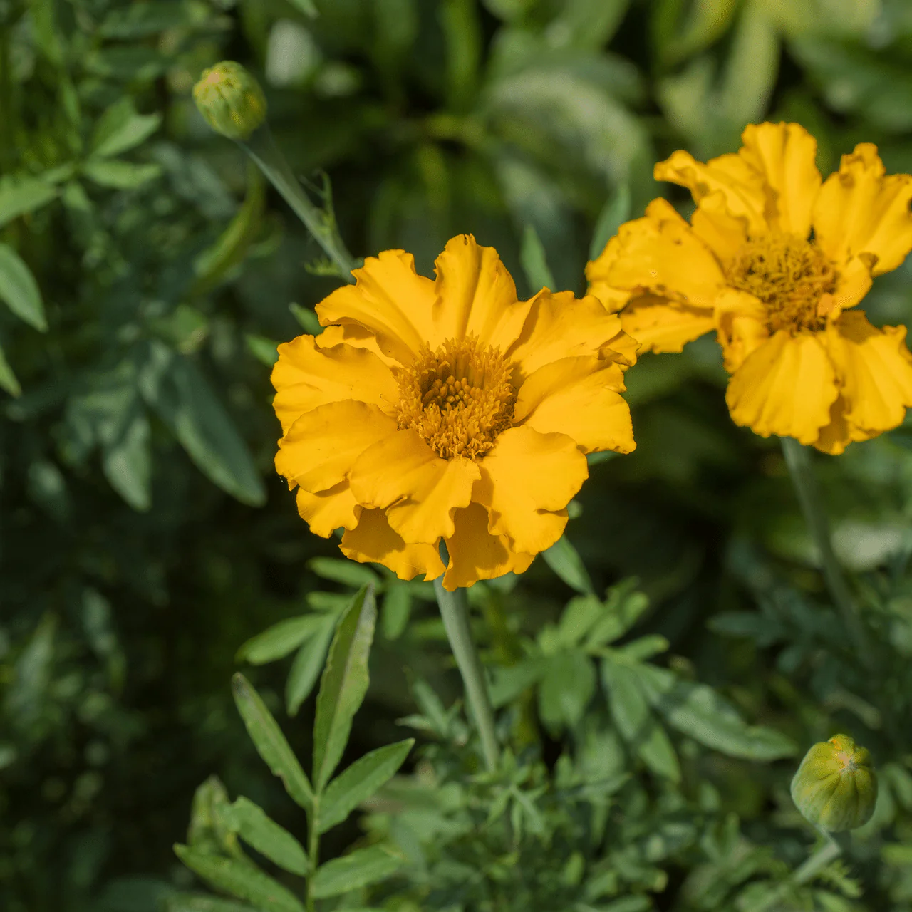 African Marigold Seeds (Tagetes erecta) - Image 3