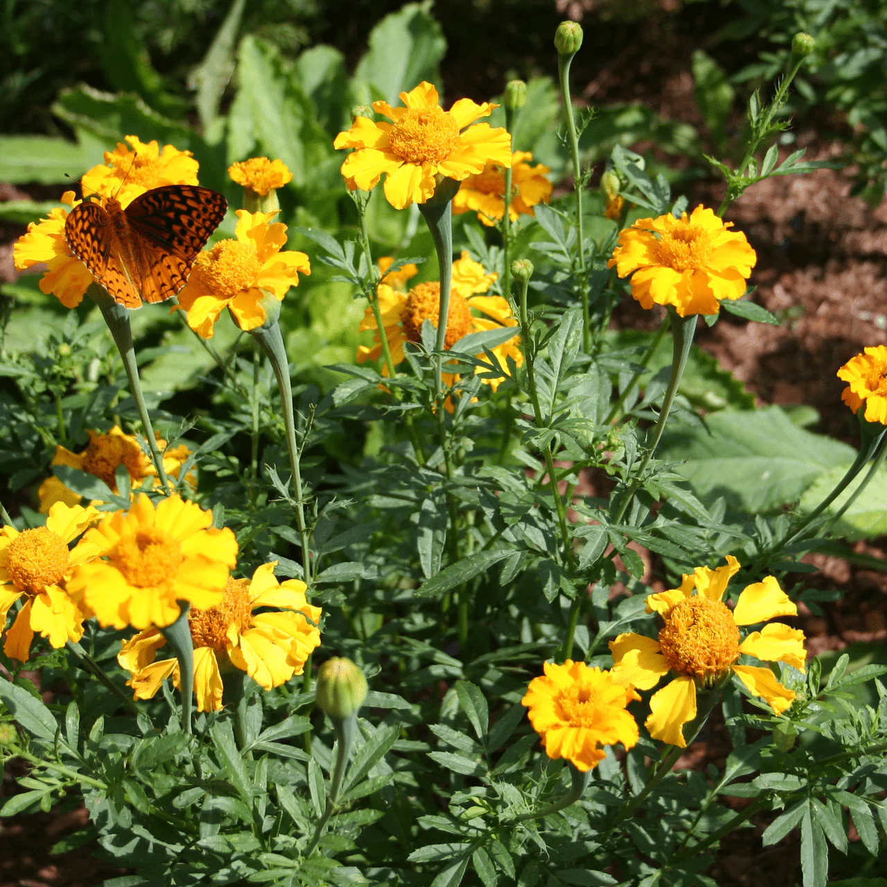 African Marigold Seeds (Tagetes erecta) - Image 4