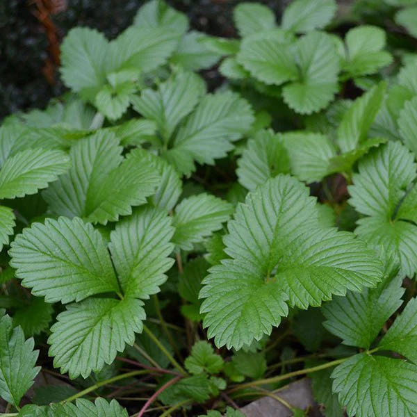 Alpine Strawberry (Fragaria vesca var. vesca) - Image 2