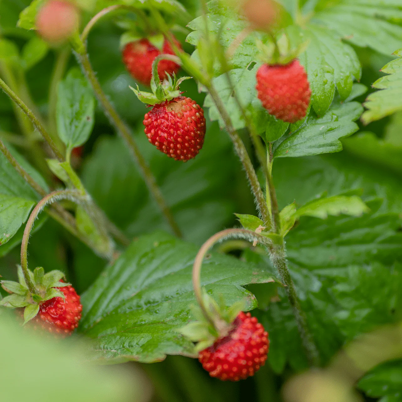 Alpine Strawberry (Fragaria vesca var. vesca) - Image 3