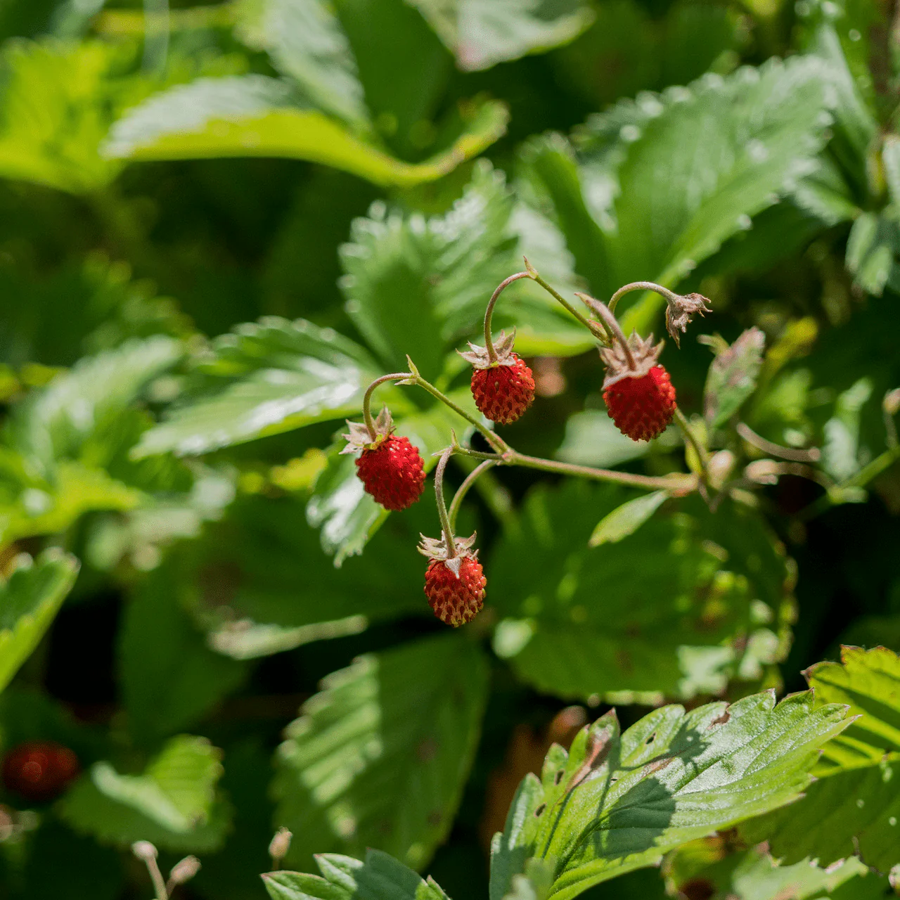Alpine Strawberry (Fragaria vesca var. vesca) - Image 4