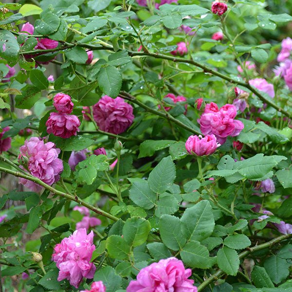 Amanda Patenotte Rose (Rosa cv.) - Image 2