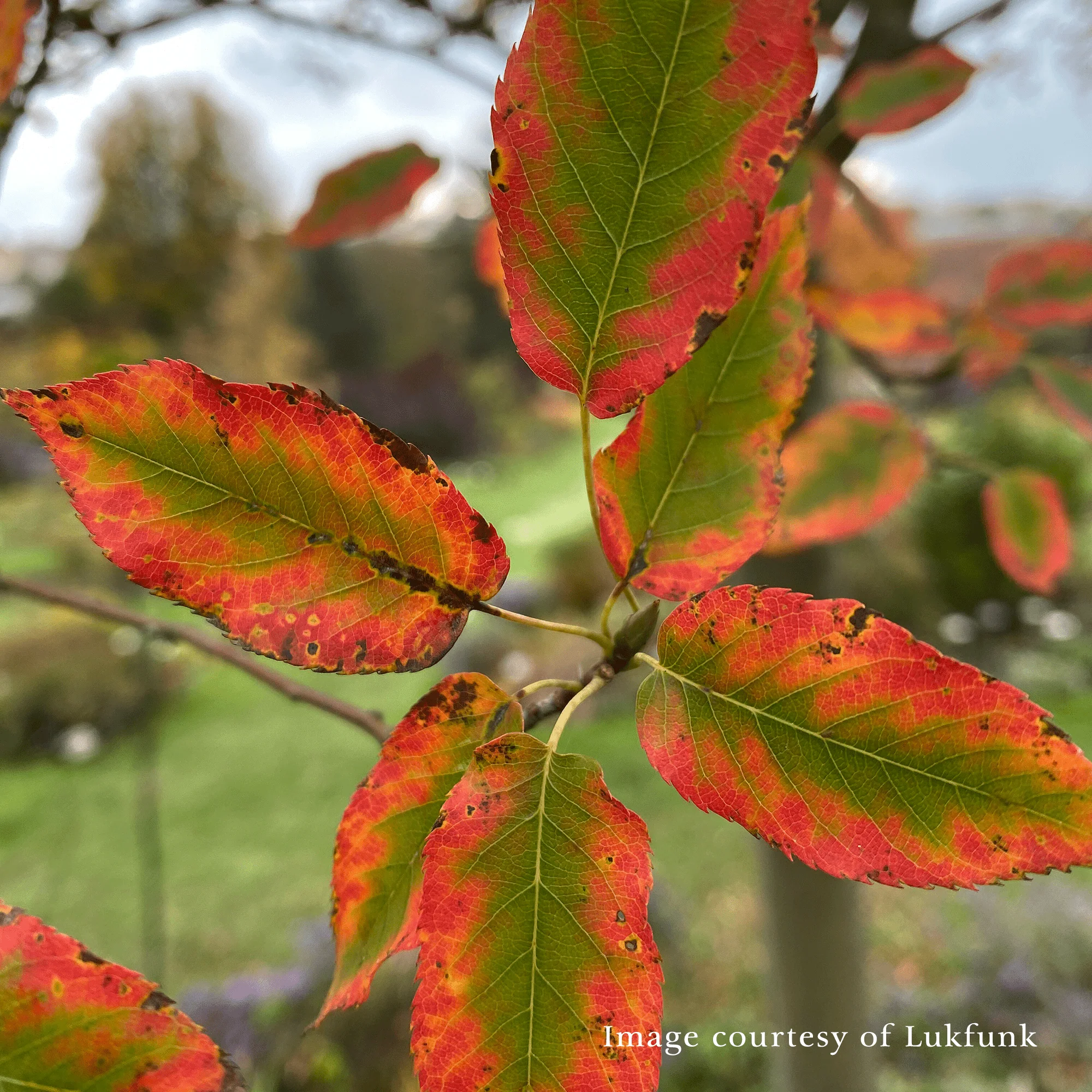 Bare Root Downy Serviceberry (Amelanchier arborea) - Image 3
