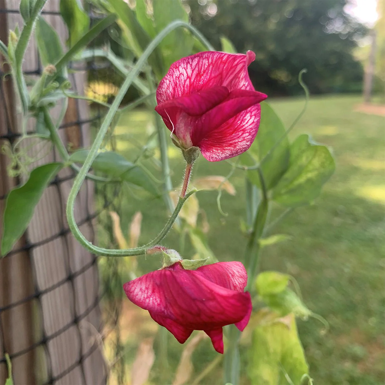 America Sweet Pea Seeds (Lathyrus odoratus)