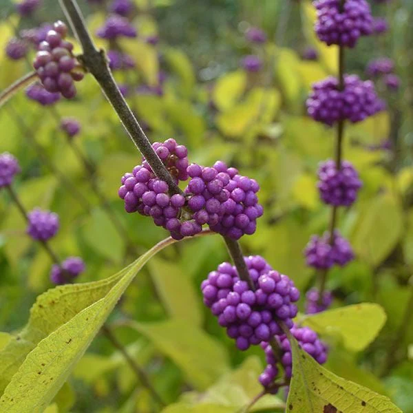 American Beautyberry (Callicarpa americana) - Image 2