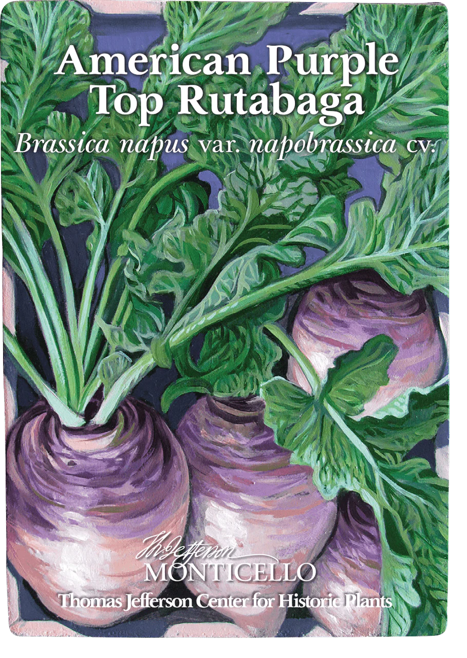 American Purple Top Rutabaga Seeds (Brassica napus var. napobrassica cv.) - Image 2
