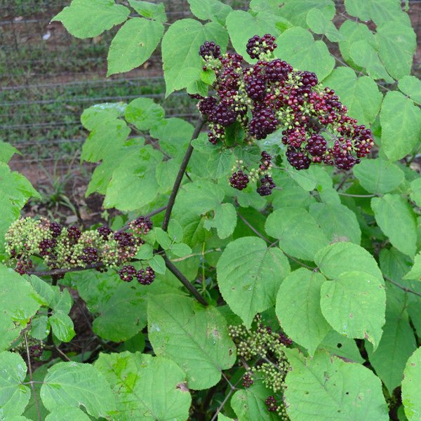 American Spikenard (Aralia racemosa) - Image 2