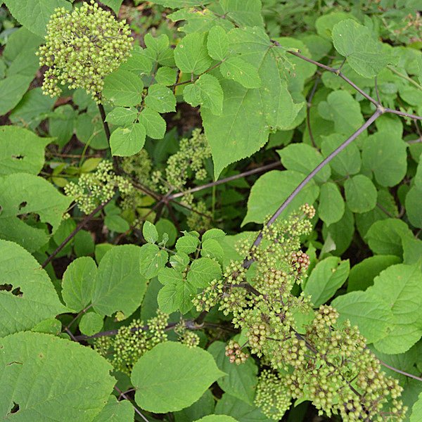 American Spikenard (Aralia racemosa) - Image 3