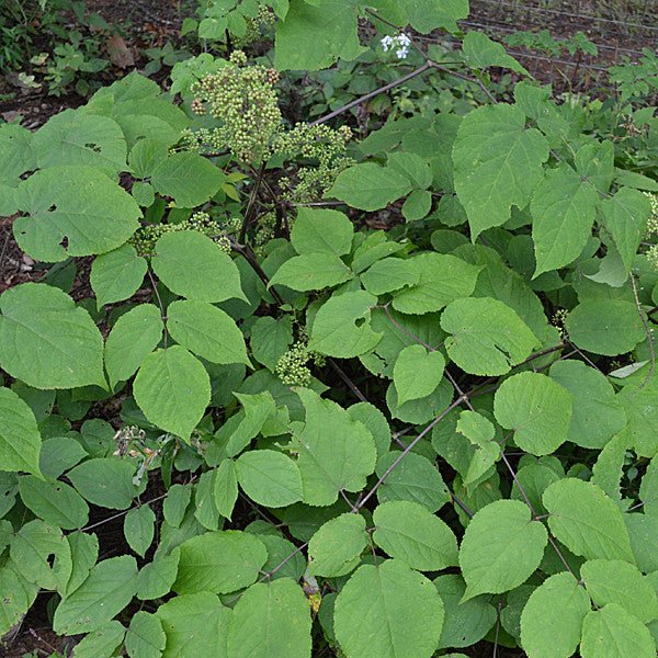 American Spikenard (Aralia racemosa) - Image 4