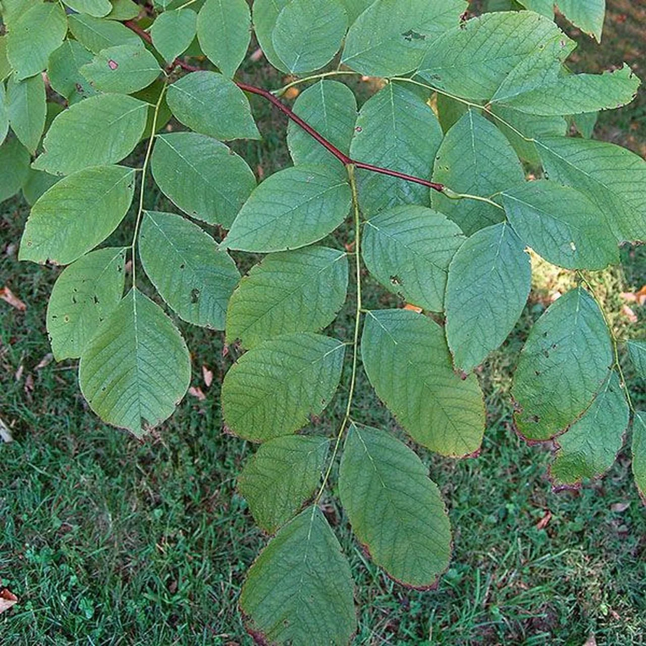 American Yellowwood (Cladrastis kentukea) - Image 2