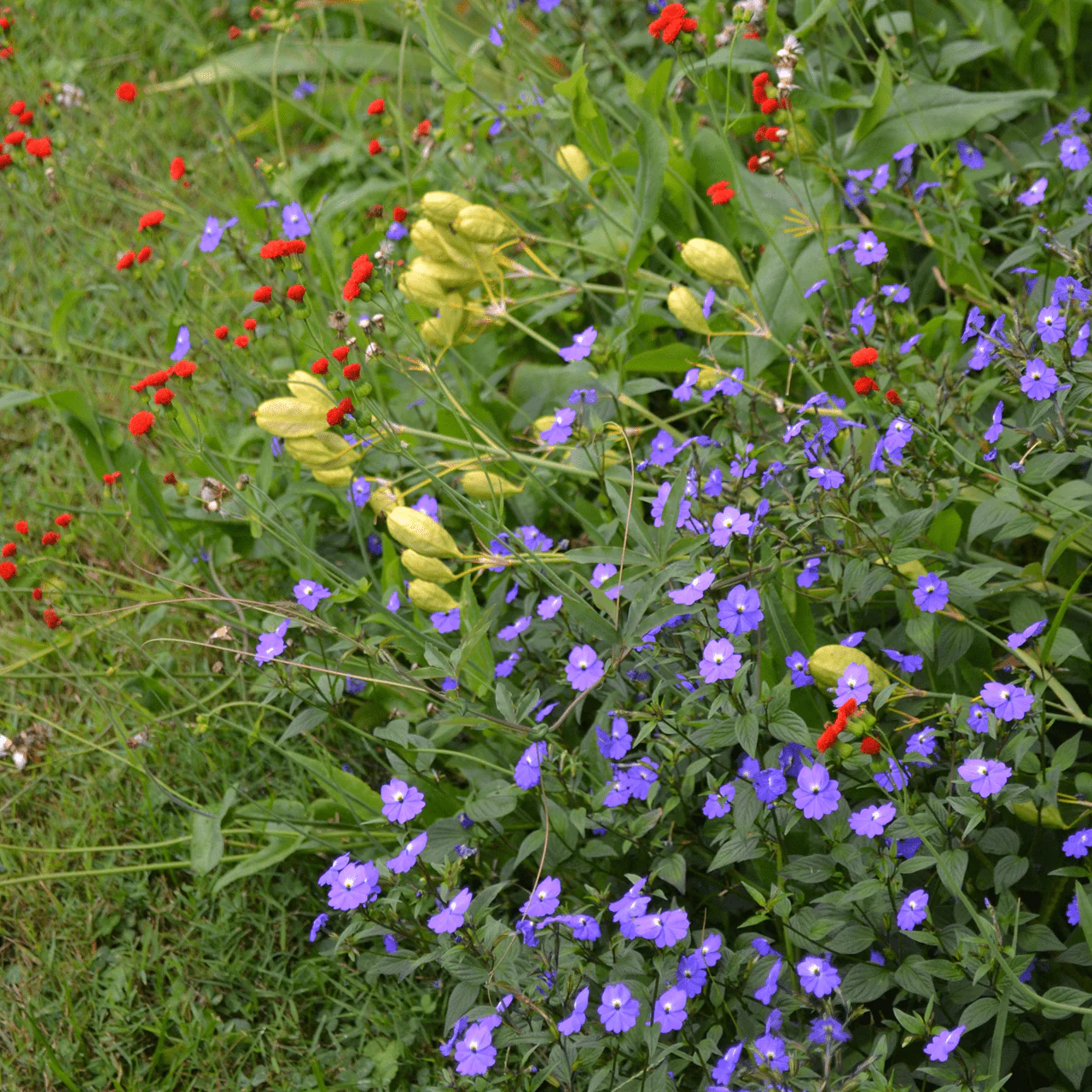 Amethyst Flower Seeds (Browallia americana) - Image 3