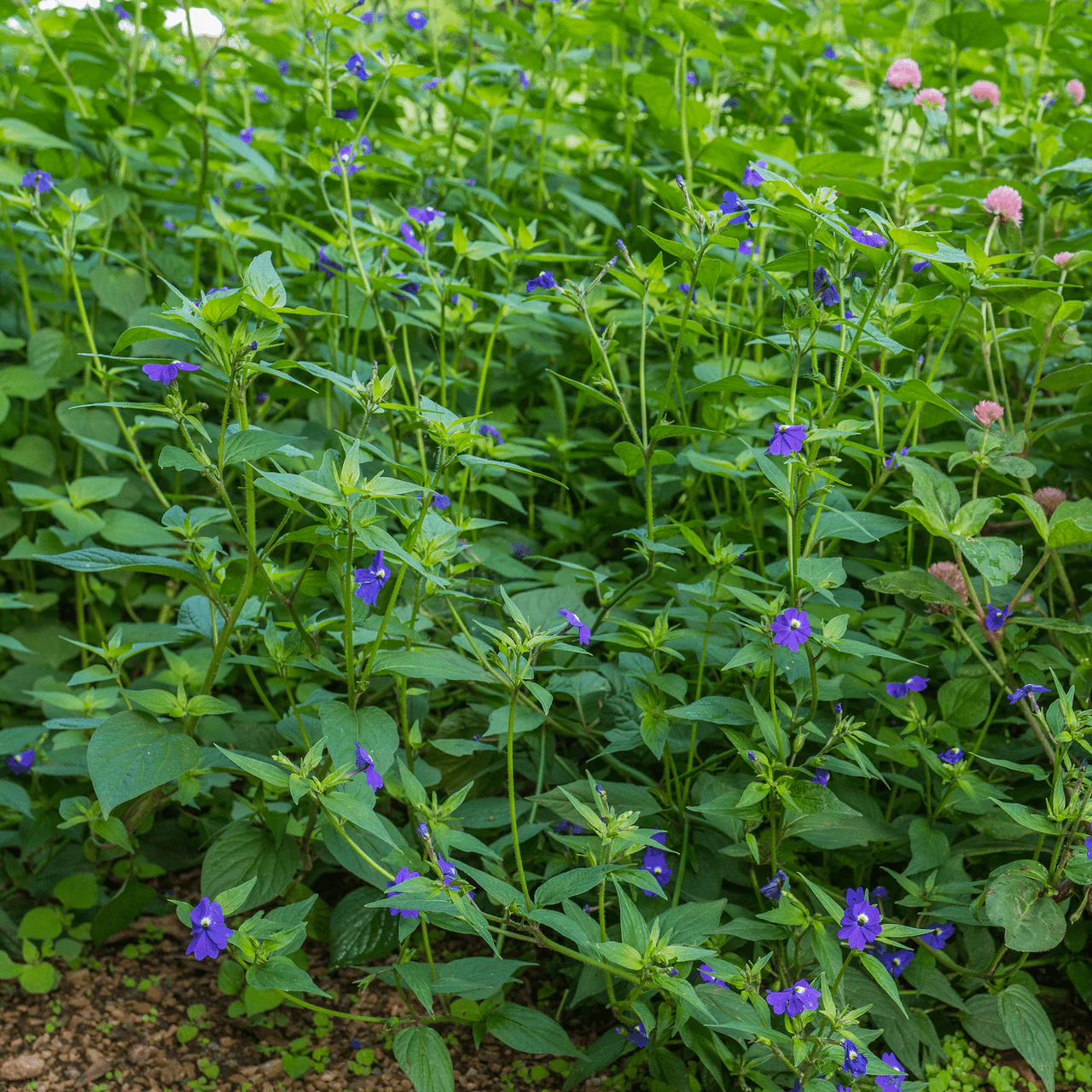 Amethyst Flower Seeds (Browallia americana) - Image 4