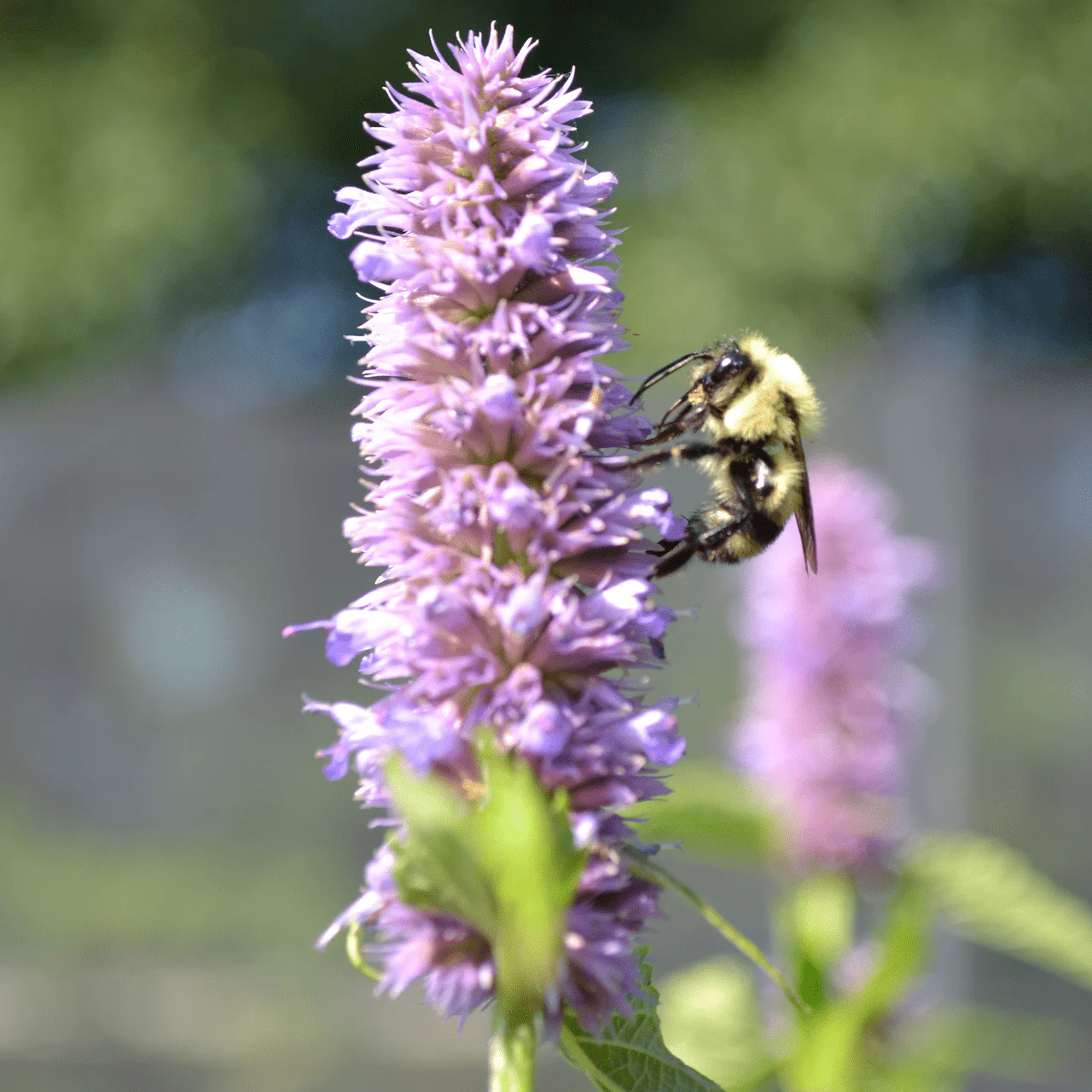 Anise Hyssop (Agastache foeniculum)