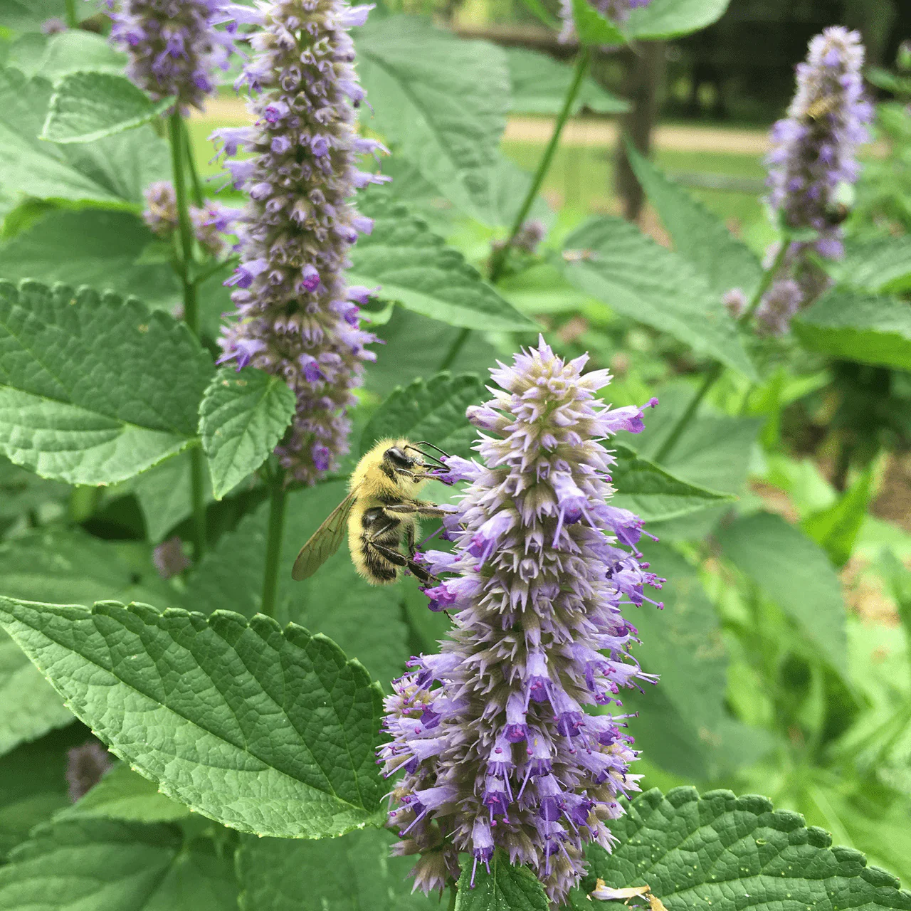Anise Hyssop (Agastache foeniculum) - Image 2
