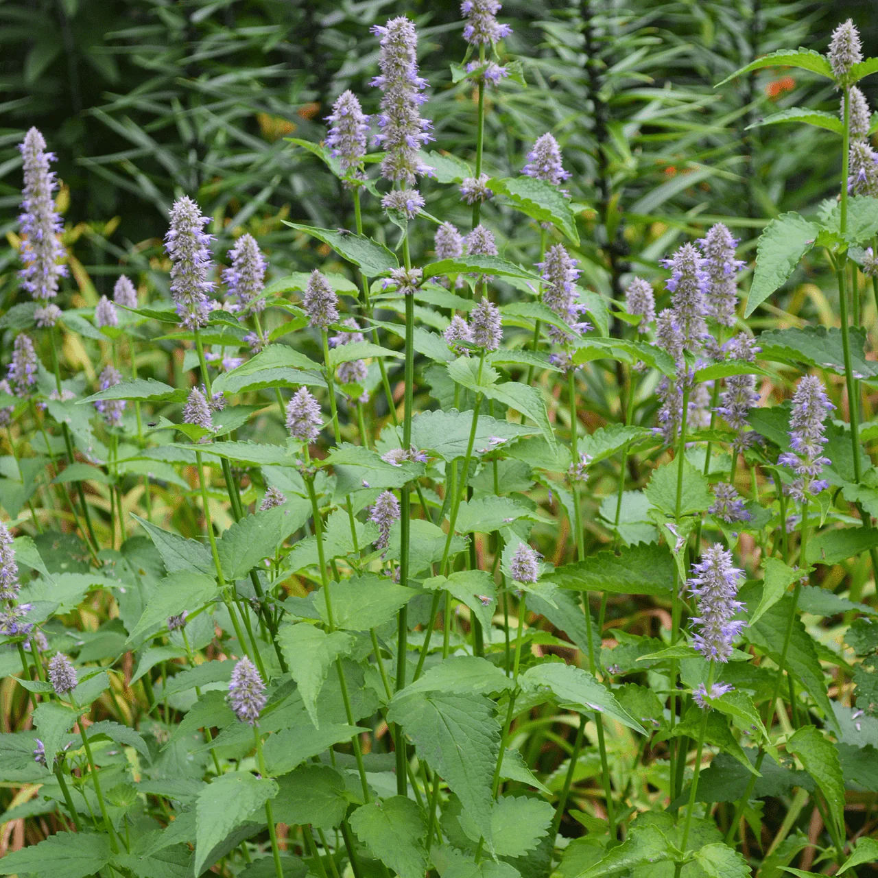 Anise Hyssop (Agastache foeniculum) - Image 3