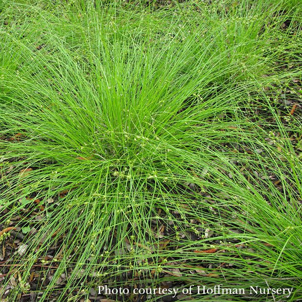 Appalachian Sedge (Carex appalachica) - Image 3
