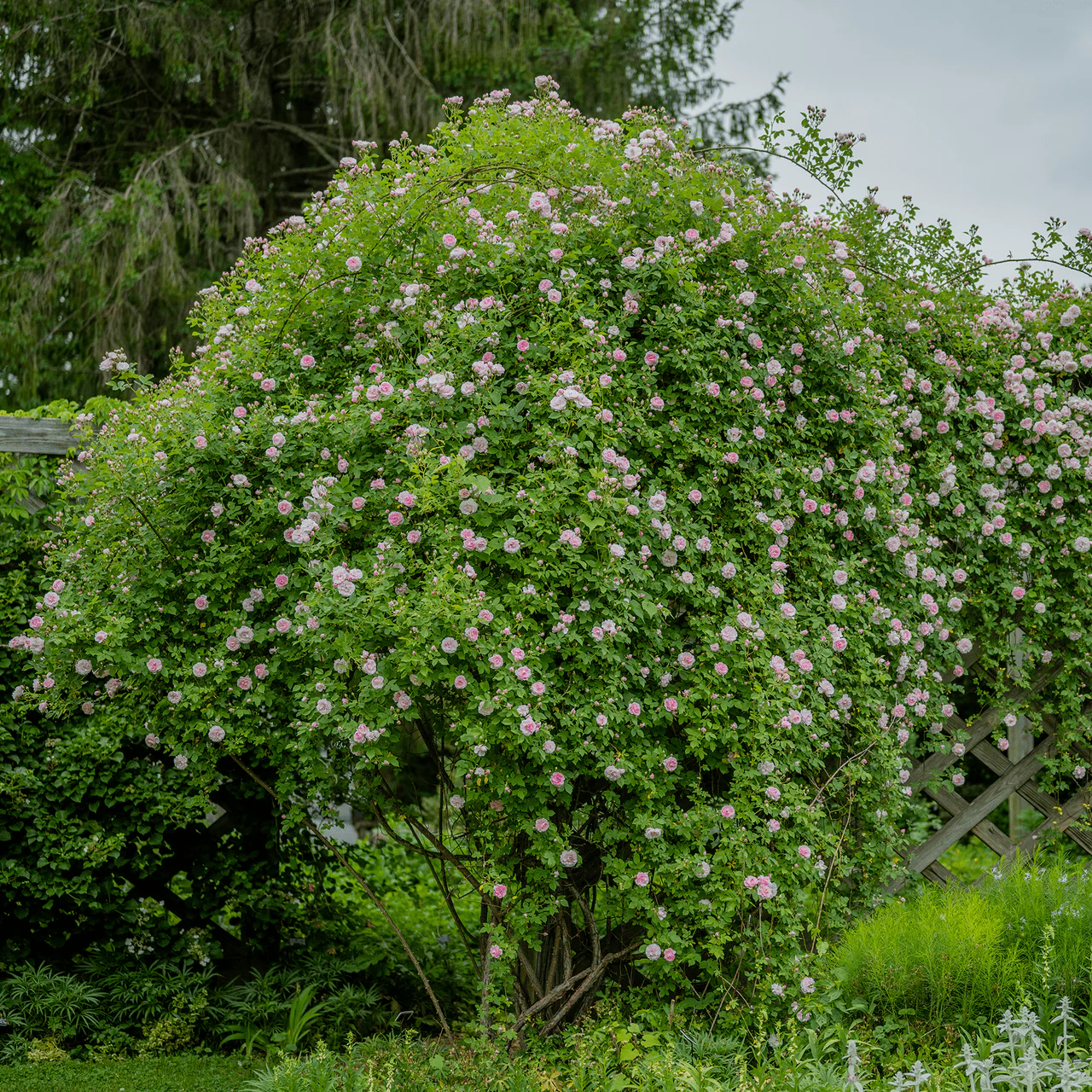 Arcata Pink Globe Rose (Rosa cv.) - Image 2