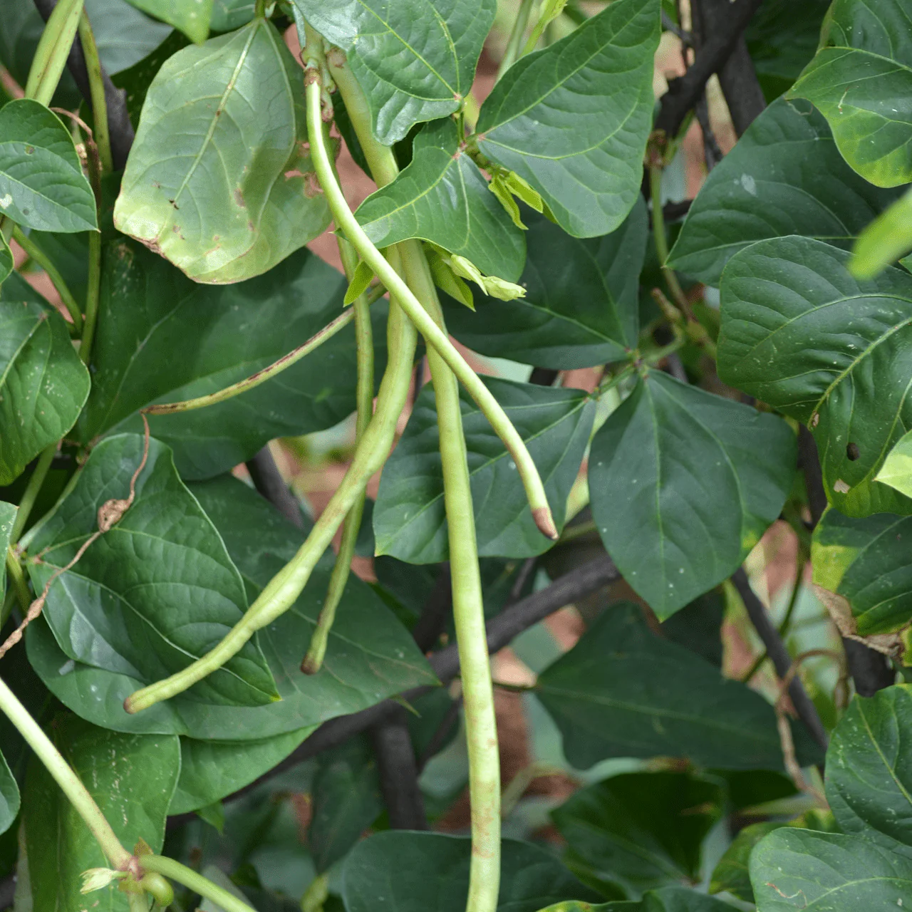 Asparagus Bean Seeds (Vigna unguiculata sesquipedalis) - Image 2