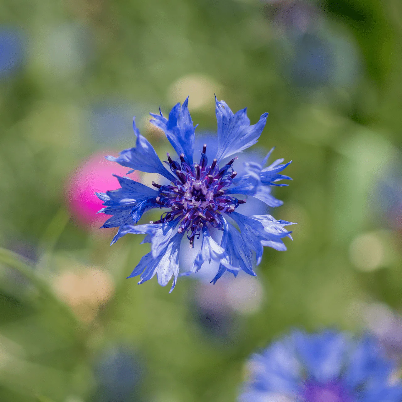Bachelor's Button Seeds (Centaurea cyanus) - Image 3