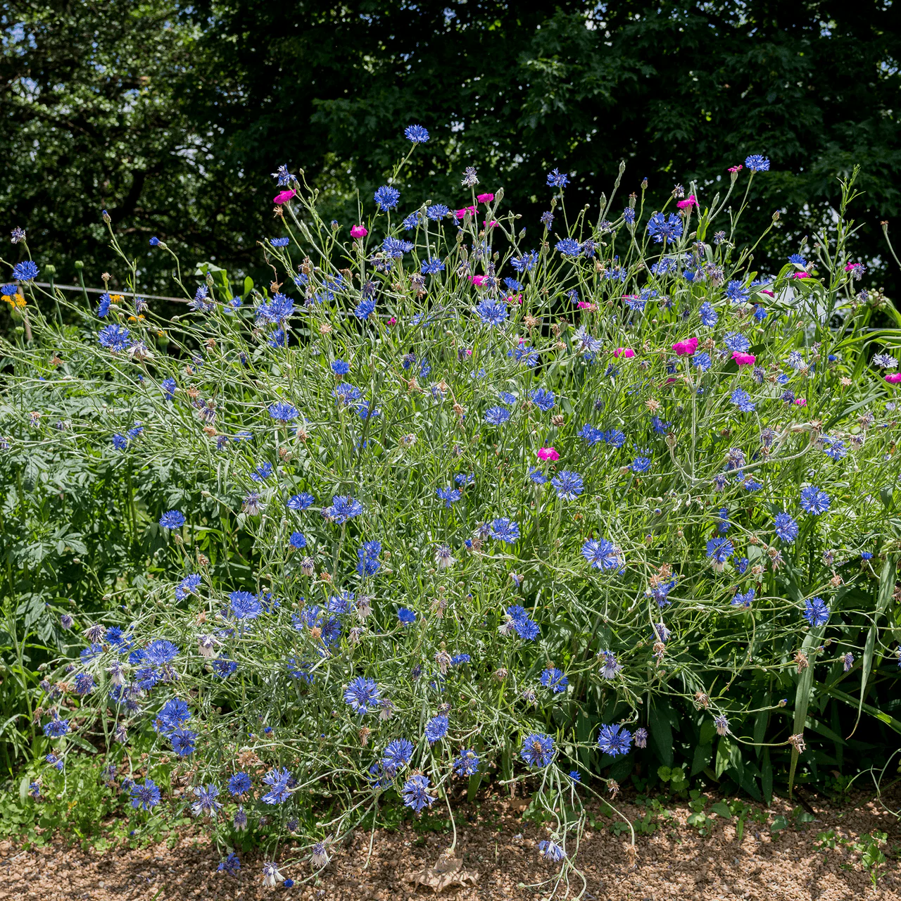 Bachelor's Button Seeds (Centaurea cyanus) - Image 4