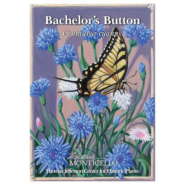 Bachelor's Button Seeds (Centaurea cyanus) - Image 5