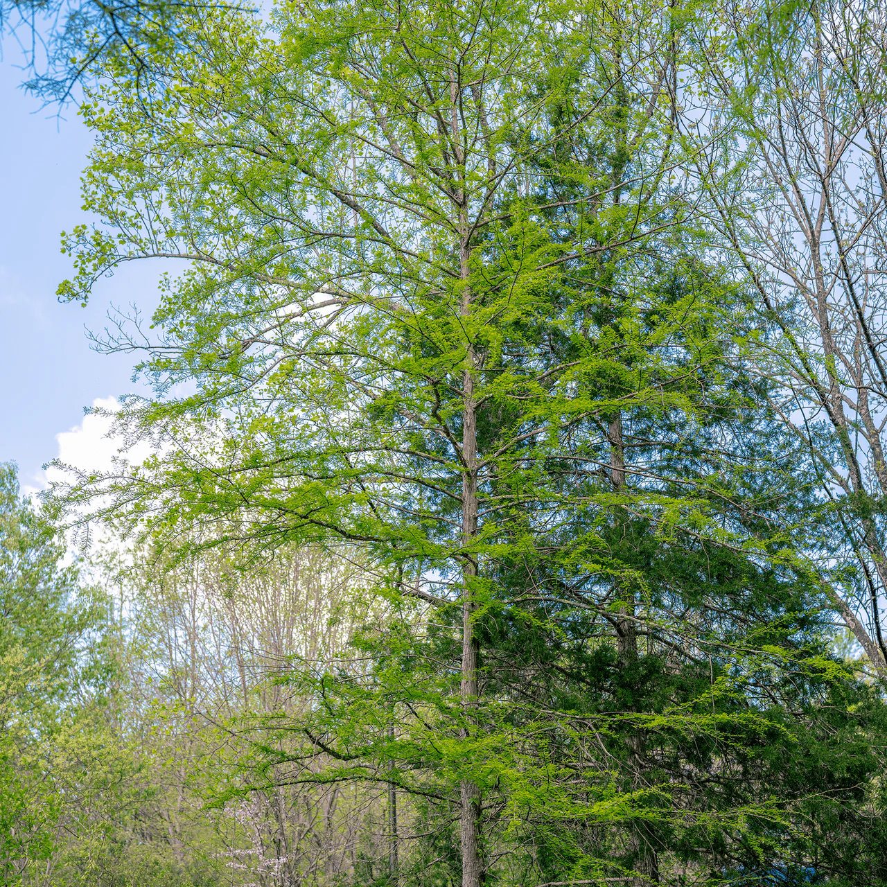 Bald Cypress (Taxodium distichum) - Image 2