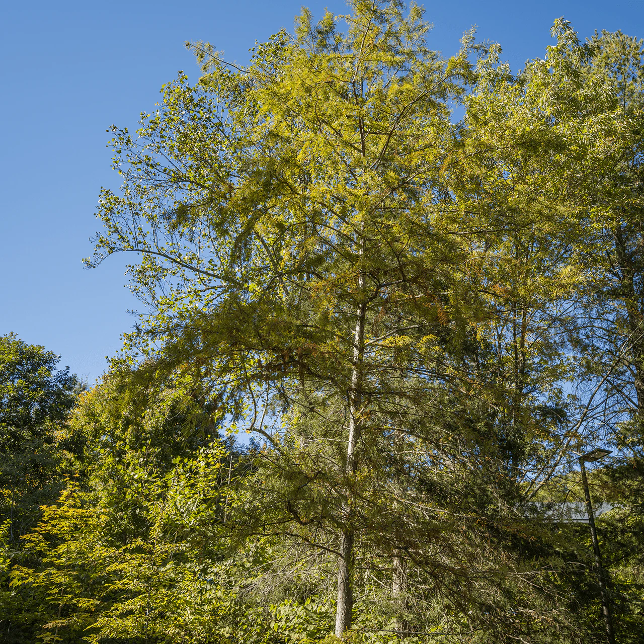 Bald Cypress (Taxodium distichum) - Image 3