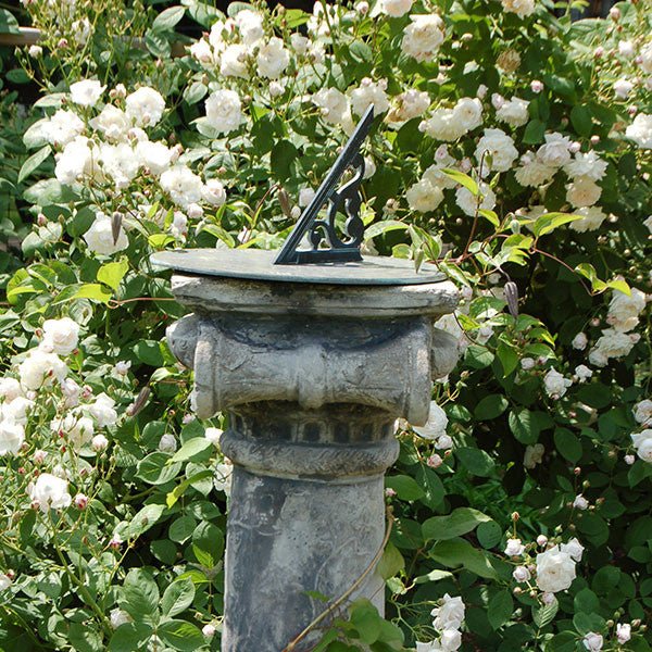 Baltimore Belle Rose (Rosa cv.) - Image 2