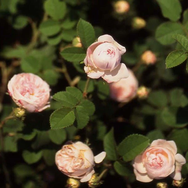 Baltimore Belle Rose (Rosa cv.) - Image 3