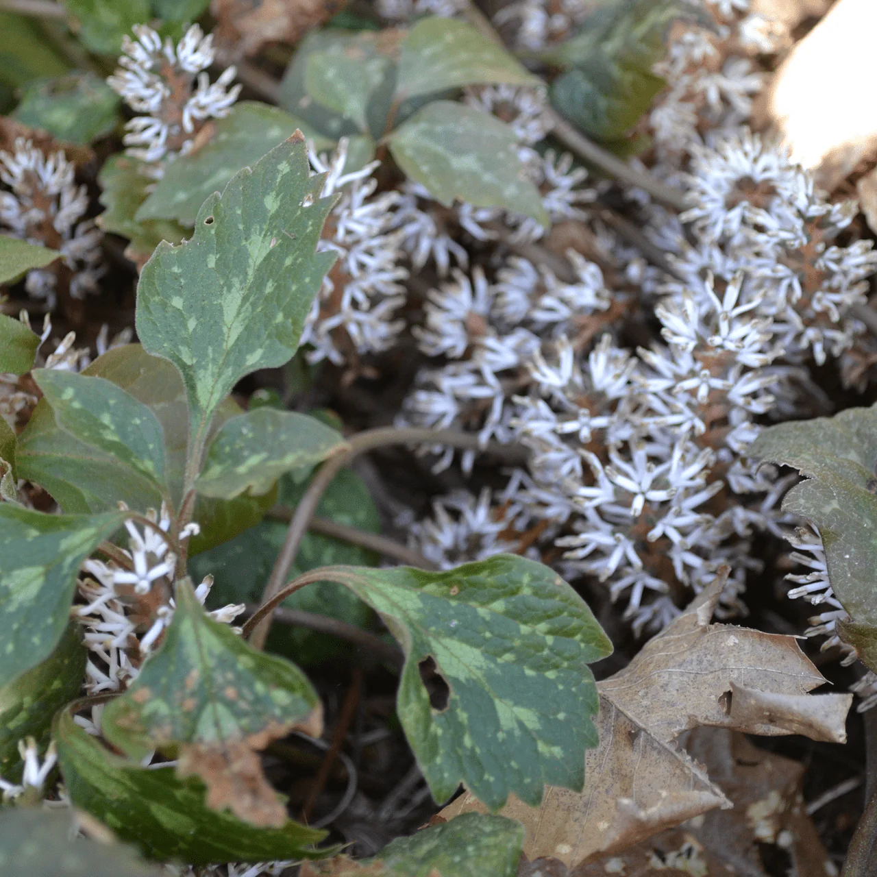 Bare Root Allegheny Pachysandra (Pachysandra procumbens) - Image 4