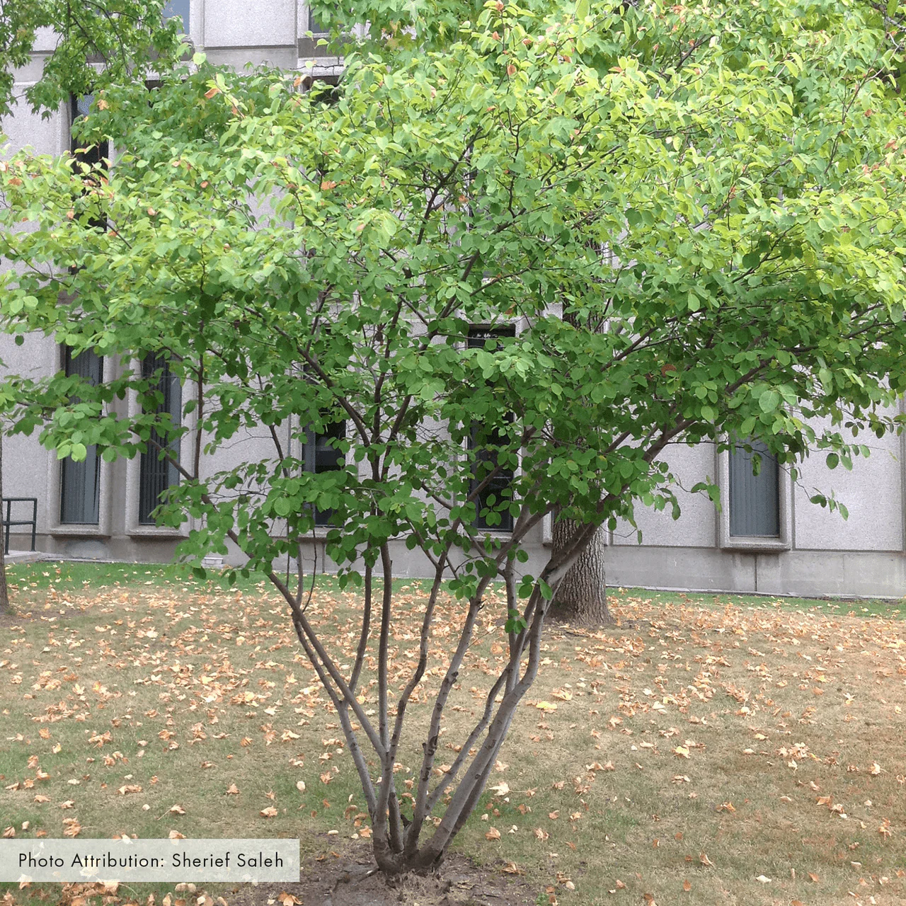 Bare Root Allegheny Serviceberry (Amelanchier laevis) - Image 3
