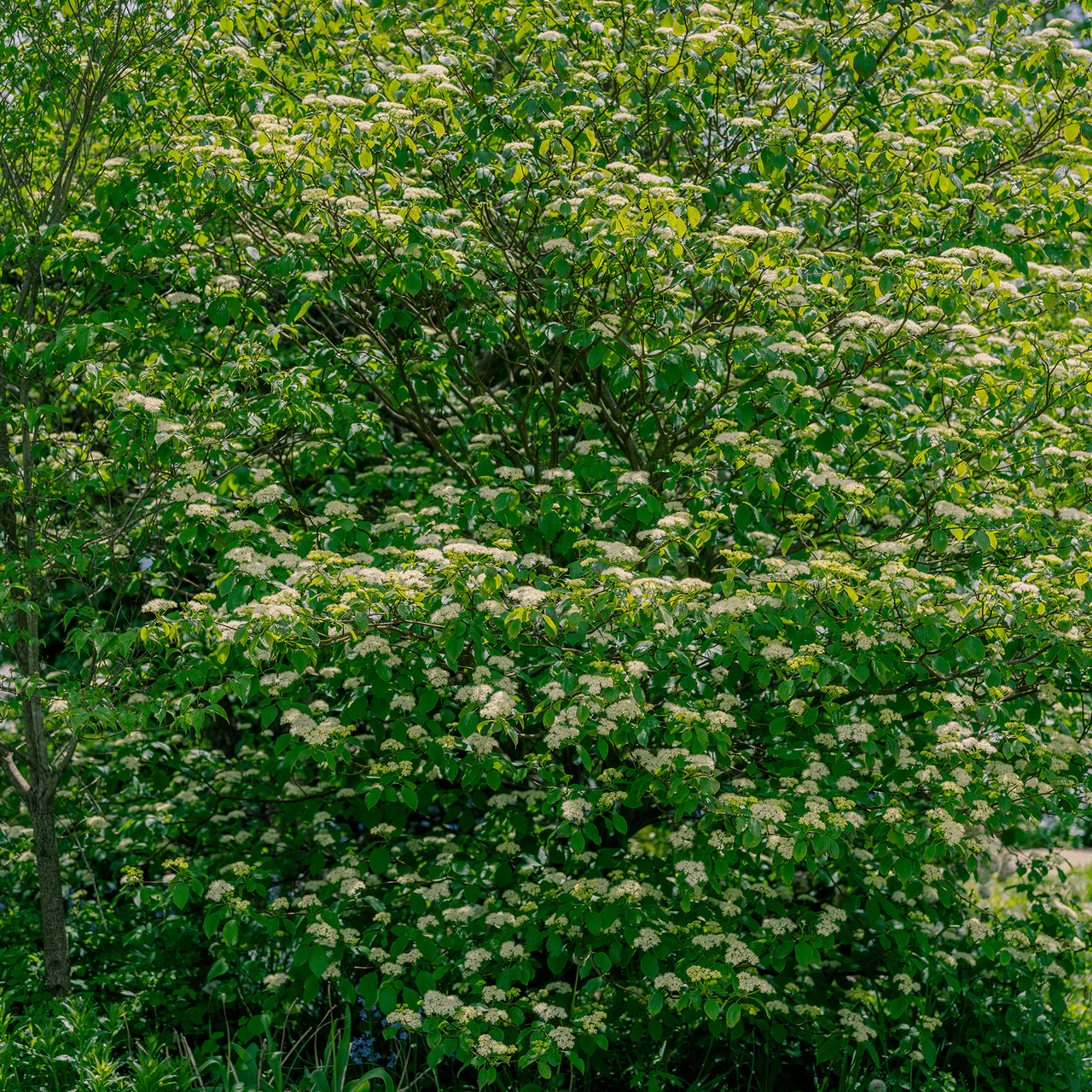 Bare Root Alternate-leaf Dogwood (Cornus alternifolia) - Image 2