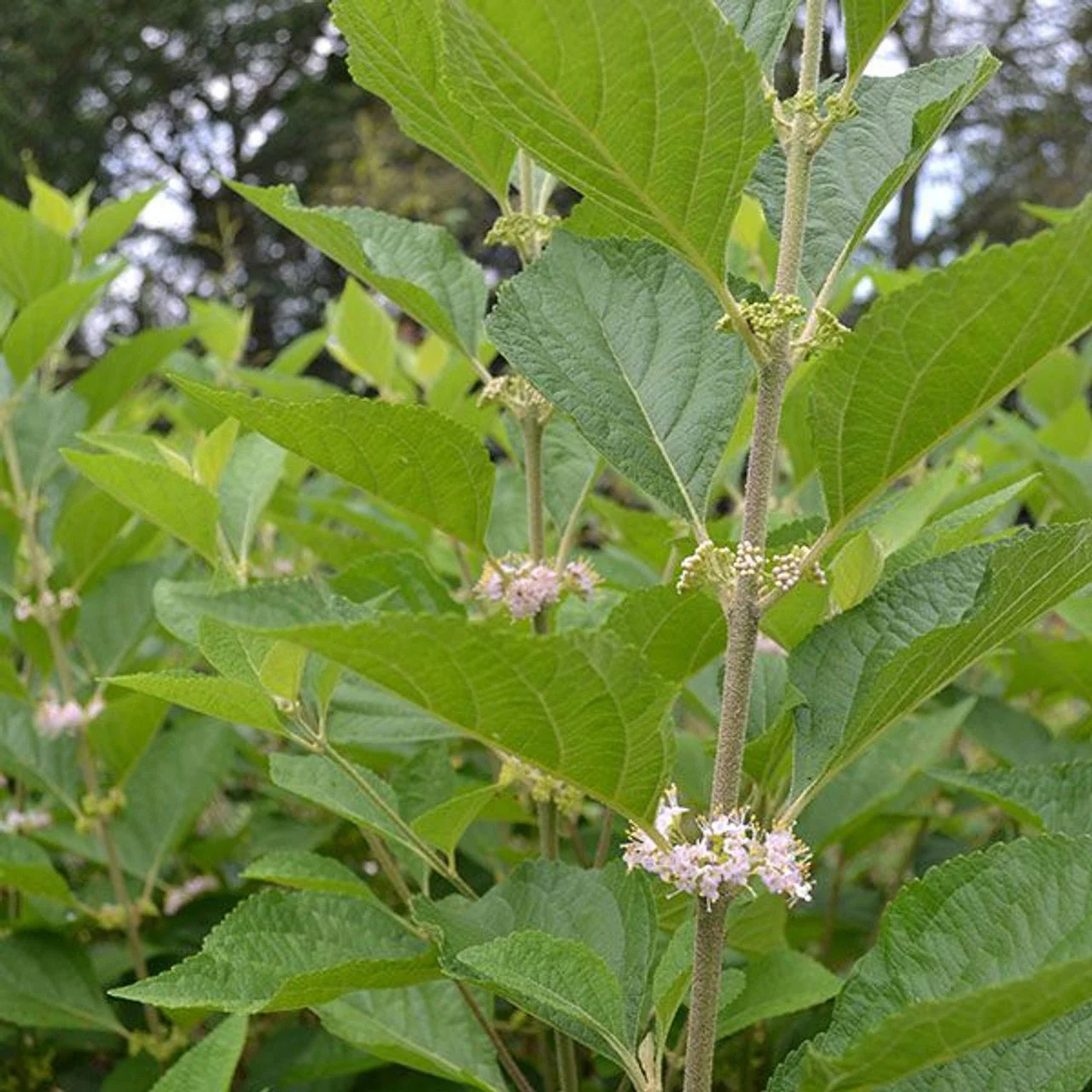 Bare Root American Beautyberry (Callicarpa americana) - Image 2