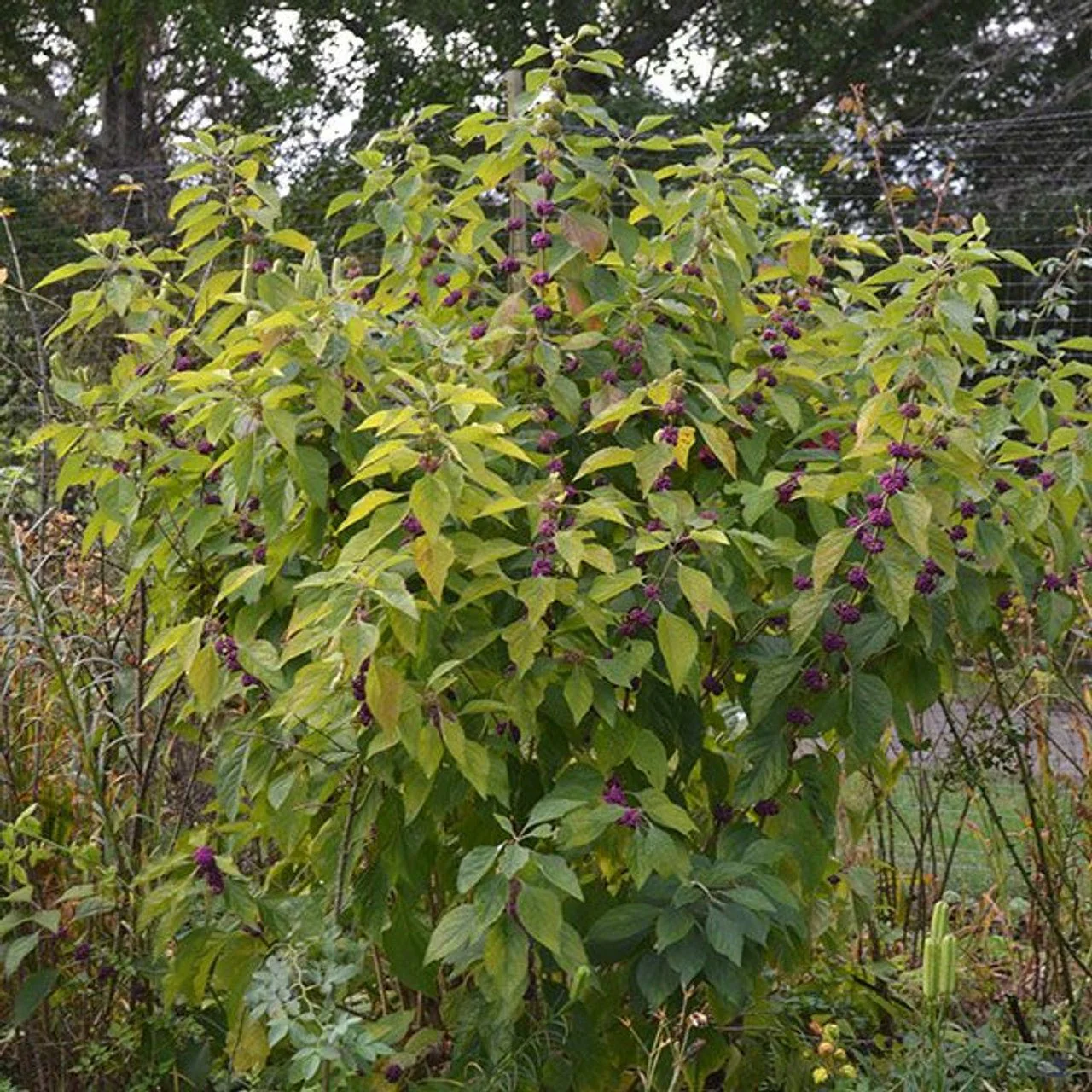 Bare Root American Beautyberry (Callicarpa americana) - Image 3