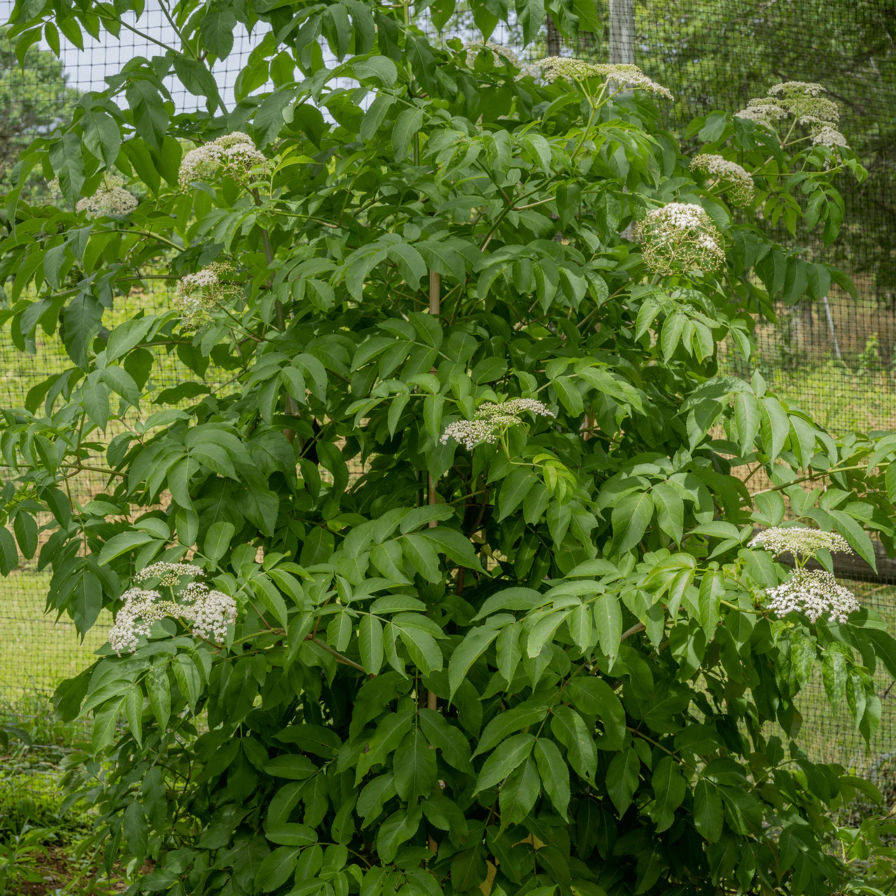 Bare Root American Black Elderberry (Sambucus canadensis) - Image 3