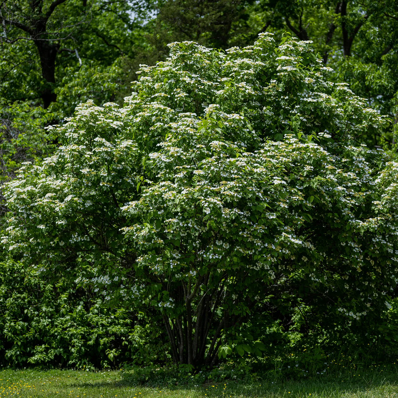 Bare Root American Cranberry Bush (Viburnum opulus var. americanum) - Image 3