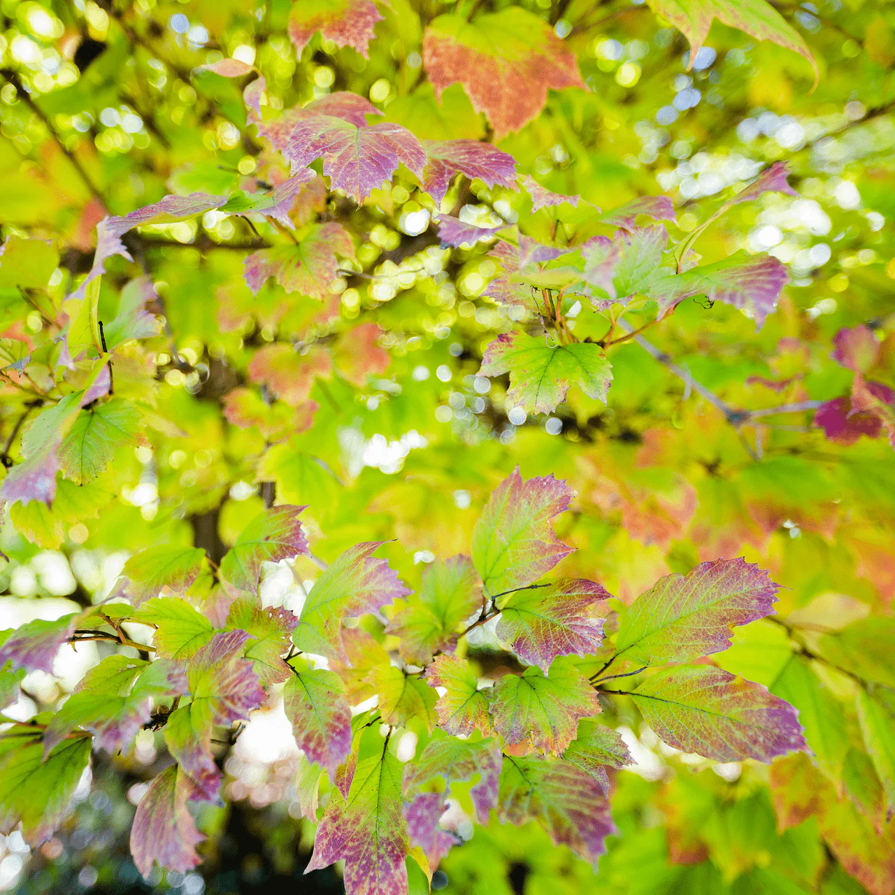 Bare Root American Cranberry Bush (Viburnum opulus var. americanum) - Image 4