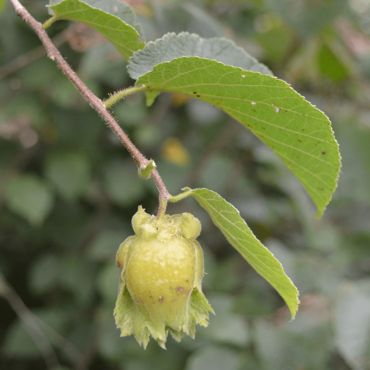 Bare Root American Hazelnut (Corylus americana) - Image 3