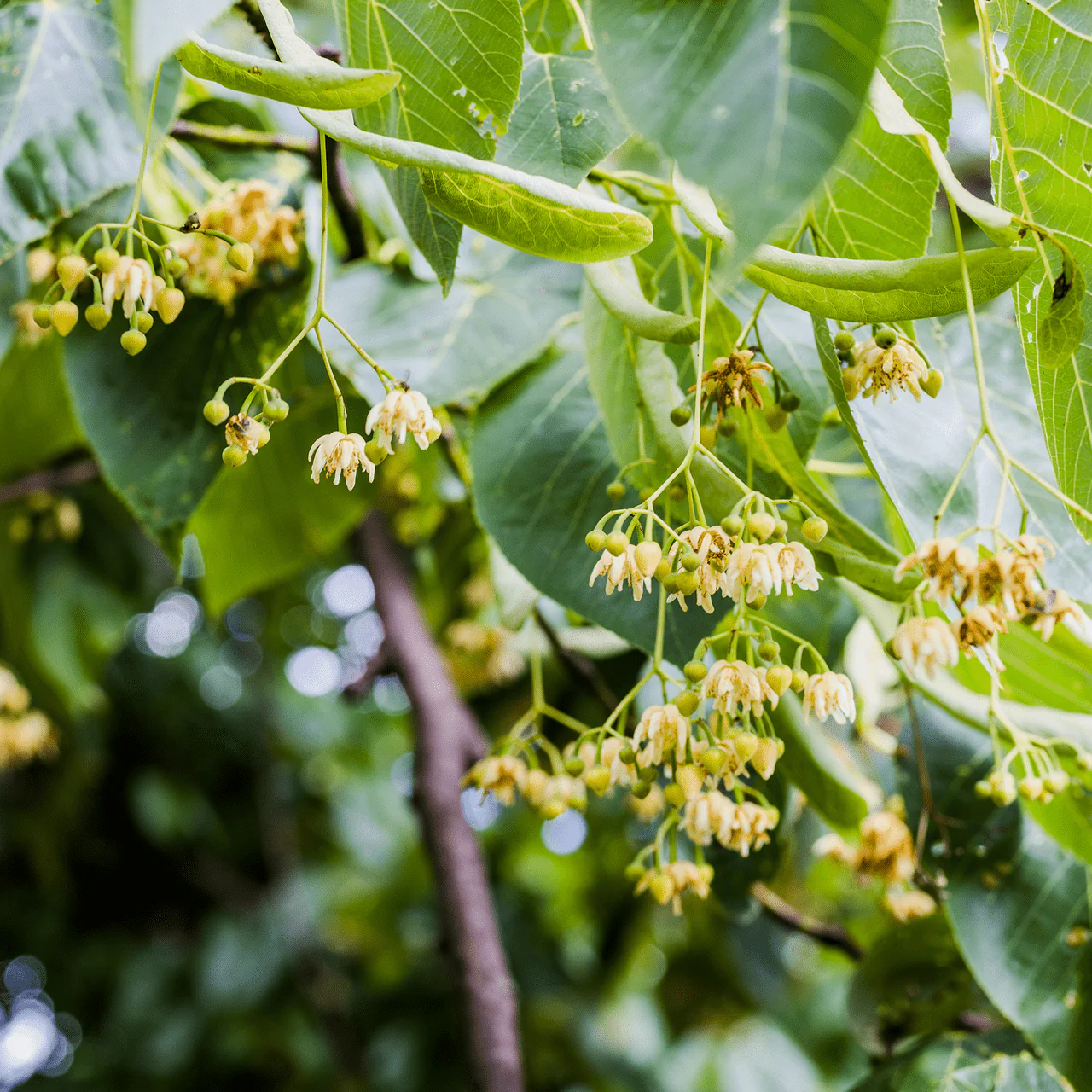 Bare Root American Linden; American Basswood (Tilia americana) - Image 3