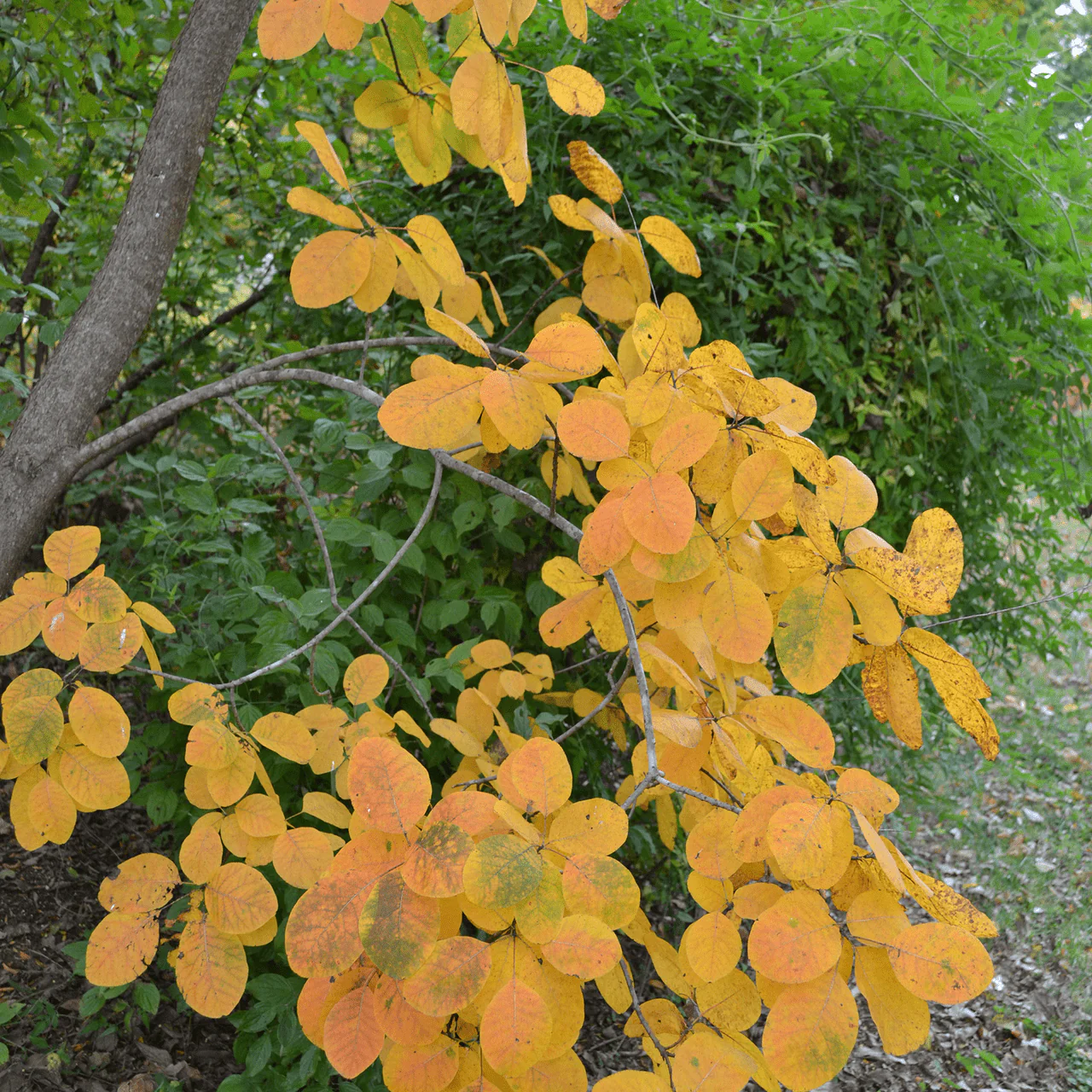 Bare Root American Smoketree (Cotinus obovatus) - Image 3