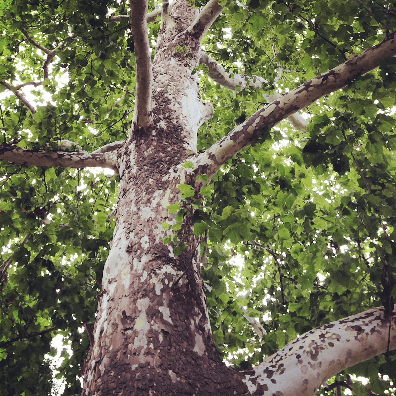 Bare Root American Sycamore (Platanus occidentalis)