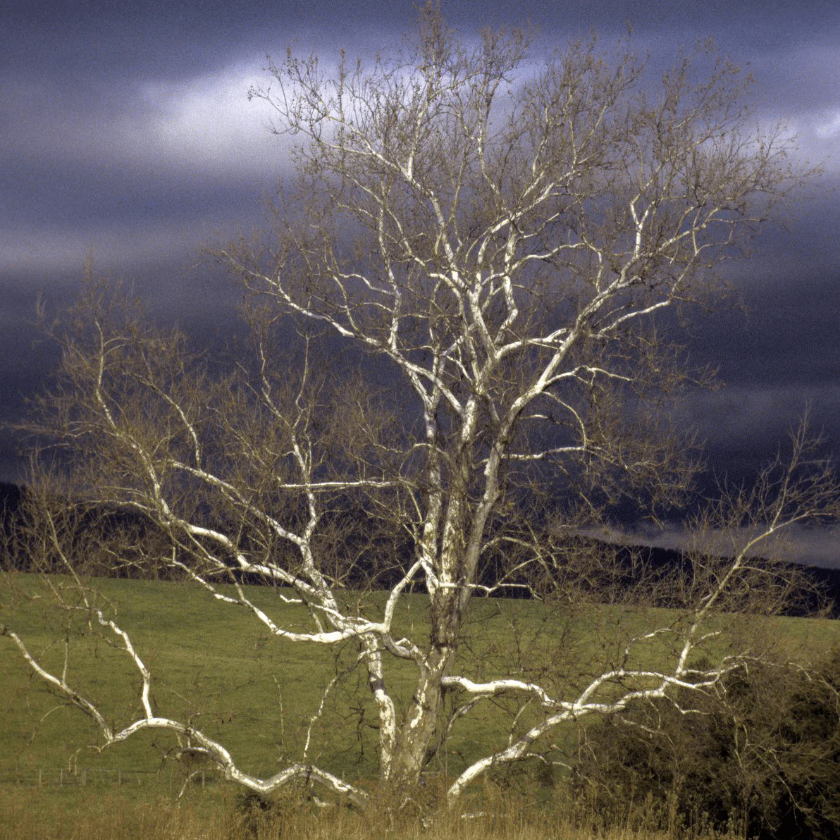Bare Root American Sycamore (Platanus occidentalis) - Image 2