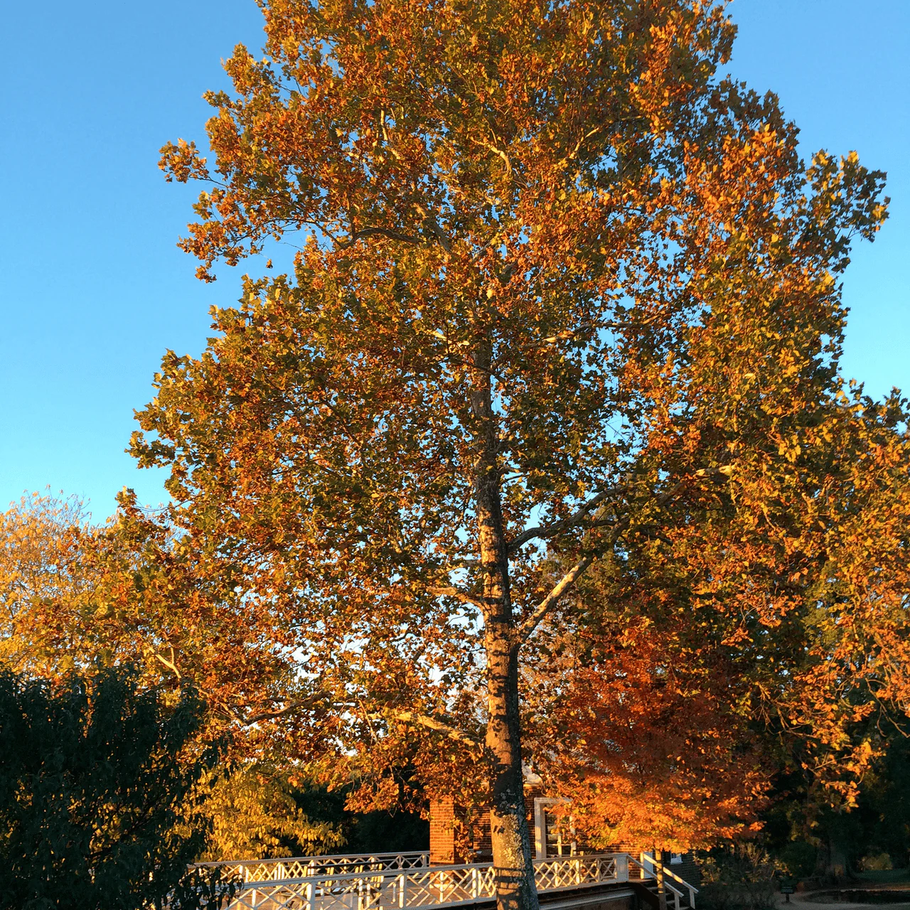 Bare Root American Sycamore (Platanus occidentalis) - Image 3
