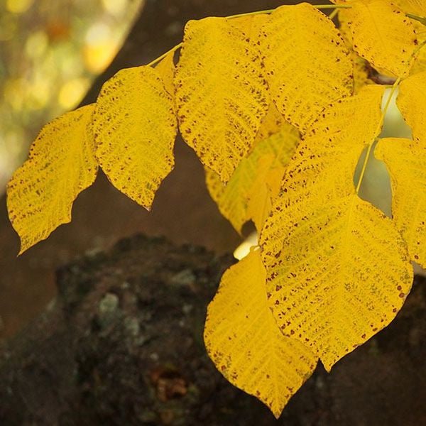 Bare Root American Yellowwood (Cladrastis kentukea) - Image 3