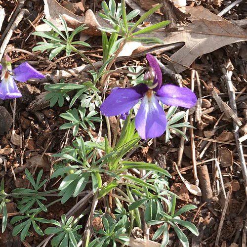 Bare Root Bird's Foot Violet; Crowfoot (Viola pedata) - Image 3
