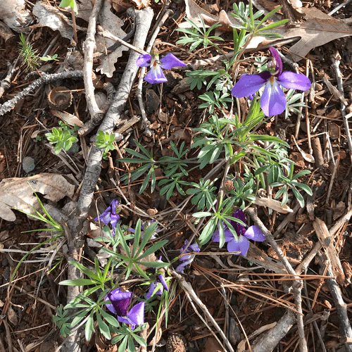 Bare Root Bird's Foot Violet; Crowfoot (Viola pedata) - Image 4
