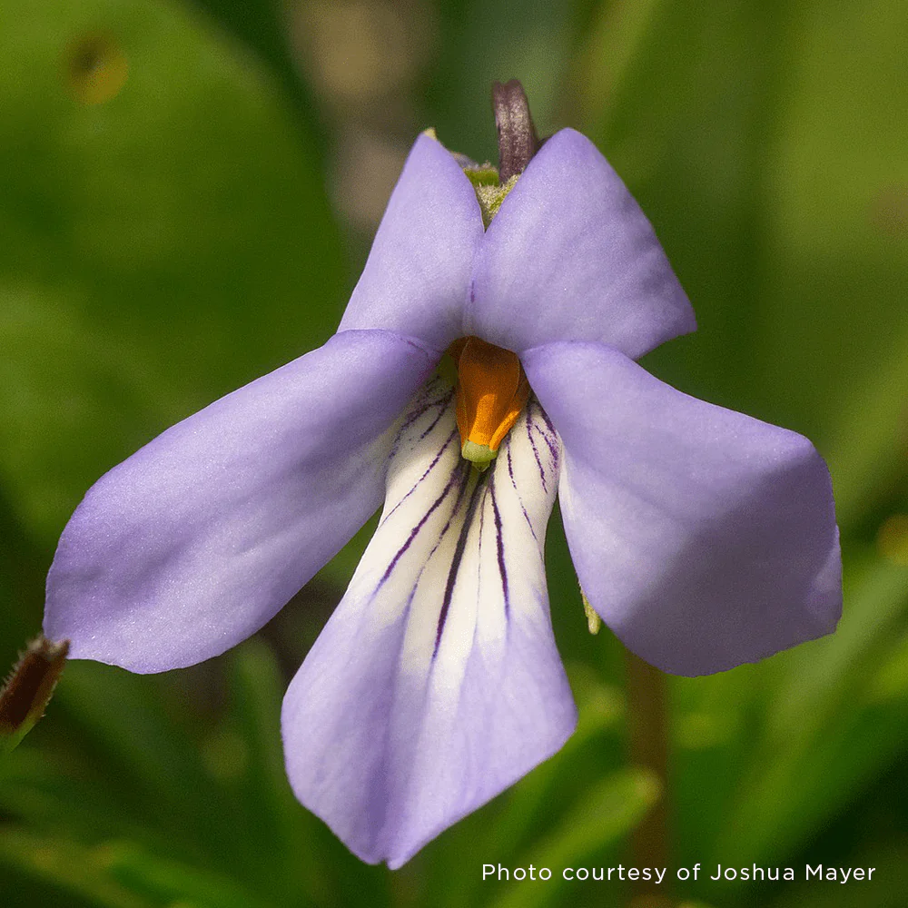 Bare Root Bird's Foot Violet; Crowfoot (Viola pedata) - Image 5