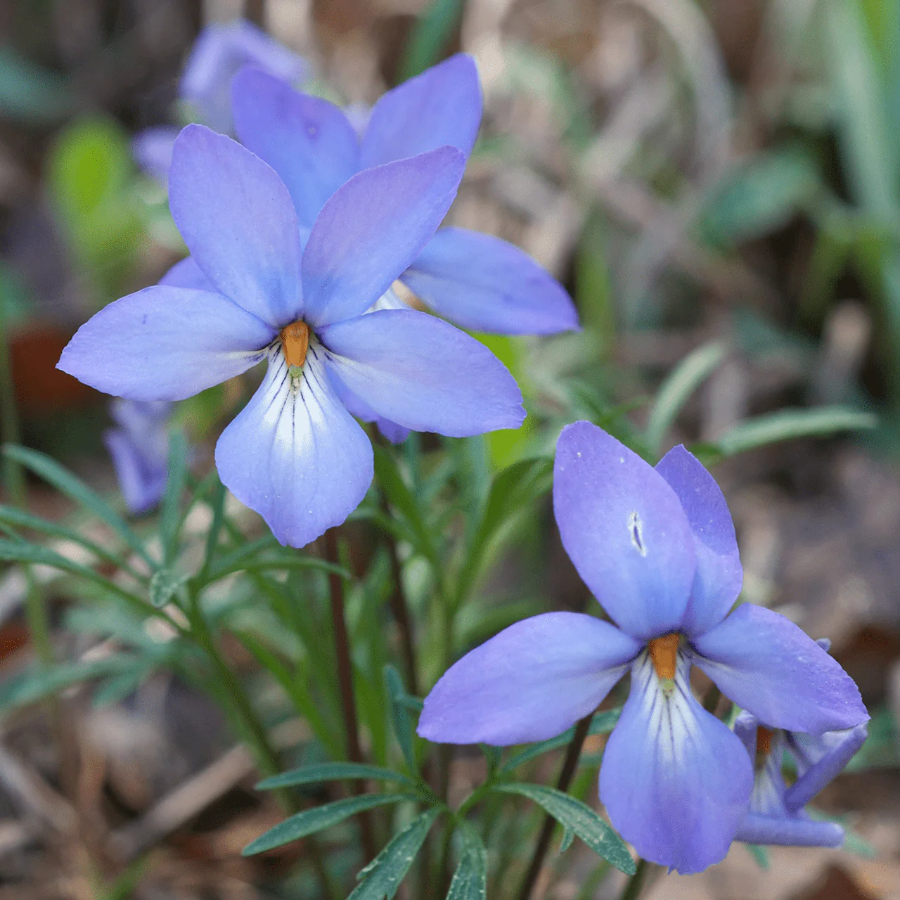 Bare Root Bird's Foot Violet; Crowfoot (Viola pedata) - Image 6