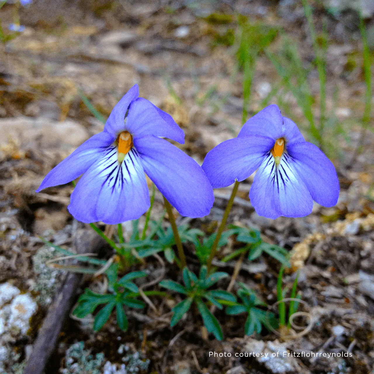 Bare Root Bird's Foot Violet; Crowfoot (Viola pedata) - Image 7