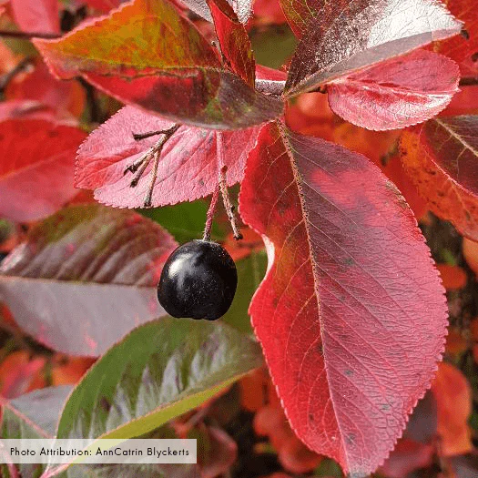 Bare Root Black Chokeberry (Aronia melanocarpa) - Image 3
